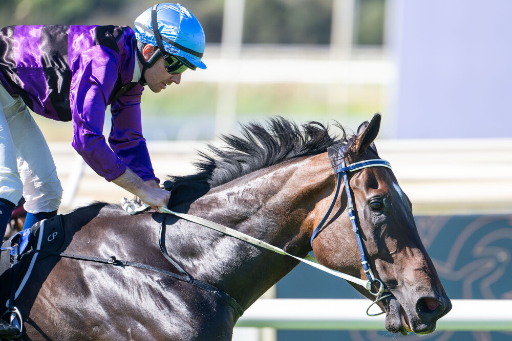 Simon_Miller_'s tweet photo. Bold Hero keeps impressing us and goes back to back at Ascot! 

A great result for the big fella and an even better result for owners! 

📸: Western Racepix | #SimonMillerRacing https://t.co/f9ha3mx8dM