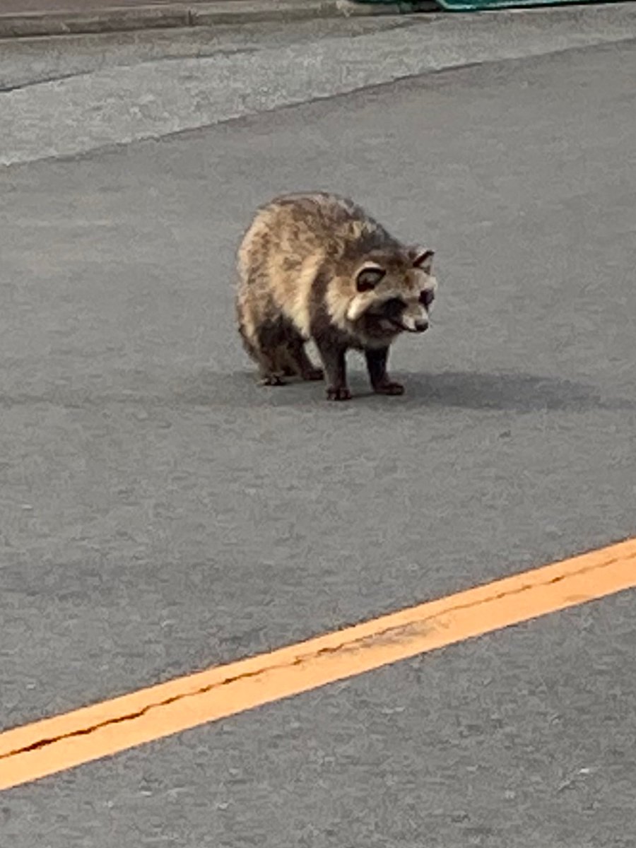 0622rumina's tweet photo. 人生初のたぬきに遭遇 。
道路の真ん中で立ち往生してて怪我もしてた 。保護は出来ないしどうしようかなって迷ってたら沢山優しい人が出て来てくれて お巡りさん立ち会いの元毛布と箱で包んで詰めて山へ逃がして来た 。強く生きろよ 。 https://t.co/tvuIBKY0cM