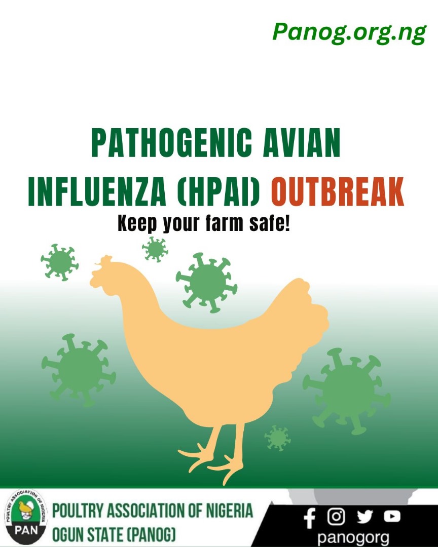 panogorg's tweet photo. Implementing strict biosecurity measures, controlling the movement of birds, and monitoring for signs of illness are essential at this time. 
#pan #biosecuritymeasures #poultry https://t.co/cUDMMAXxwl