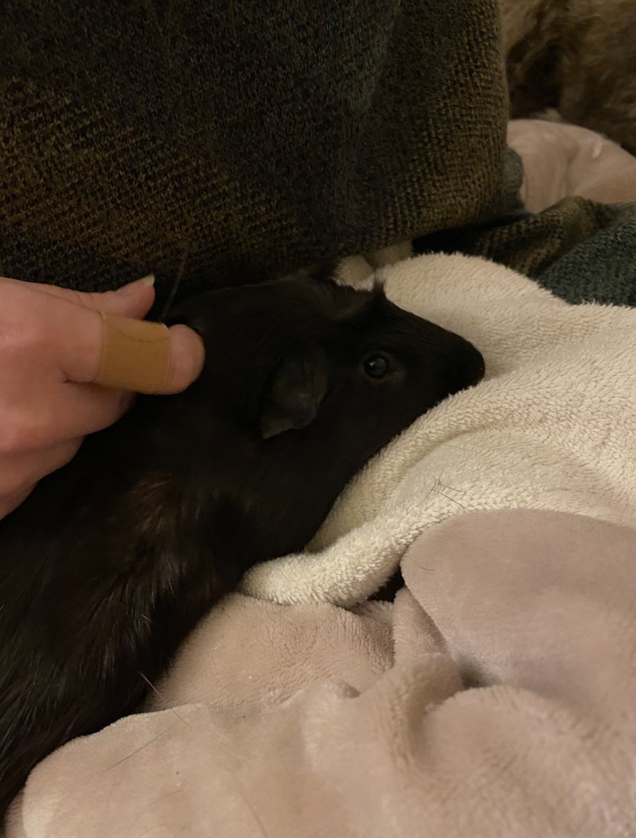 lumiscuro's tweet photo. Goodbye, Gatsby. You were the most handsome, sweetest little buddy anyone could want, and I’ll miss you so, so much https://t.co/XxrSstqFjI