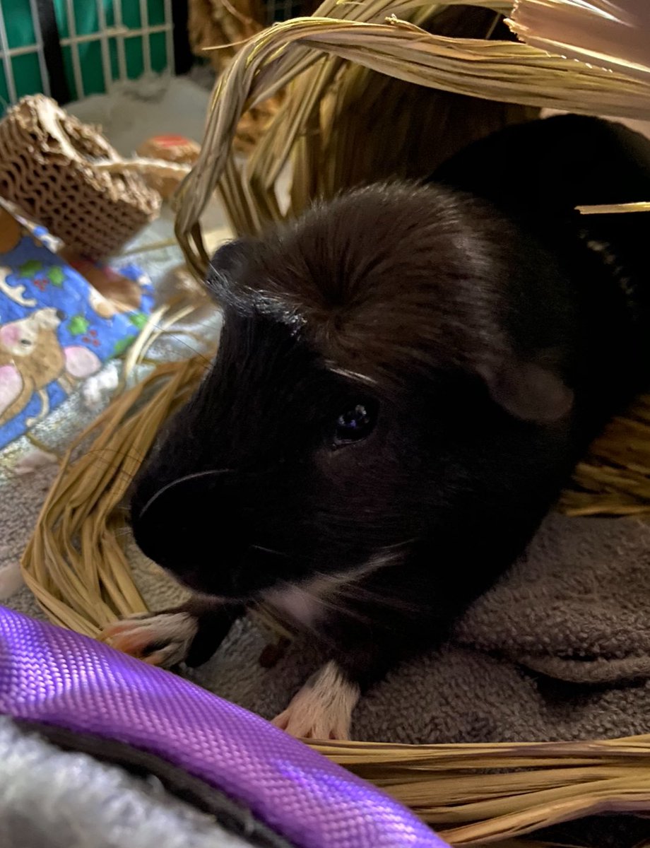 lumiscuro's tweet photo. Goodbye, Gatsby. You were the most handsome, sweetest little buddy anyone could want, and I’ll miss you so, so much https://t.co/XxrSstqFjI
