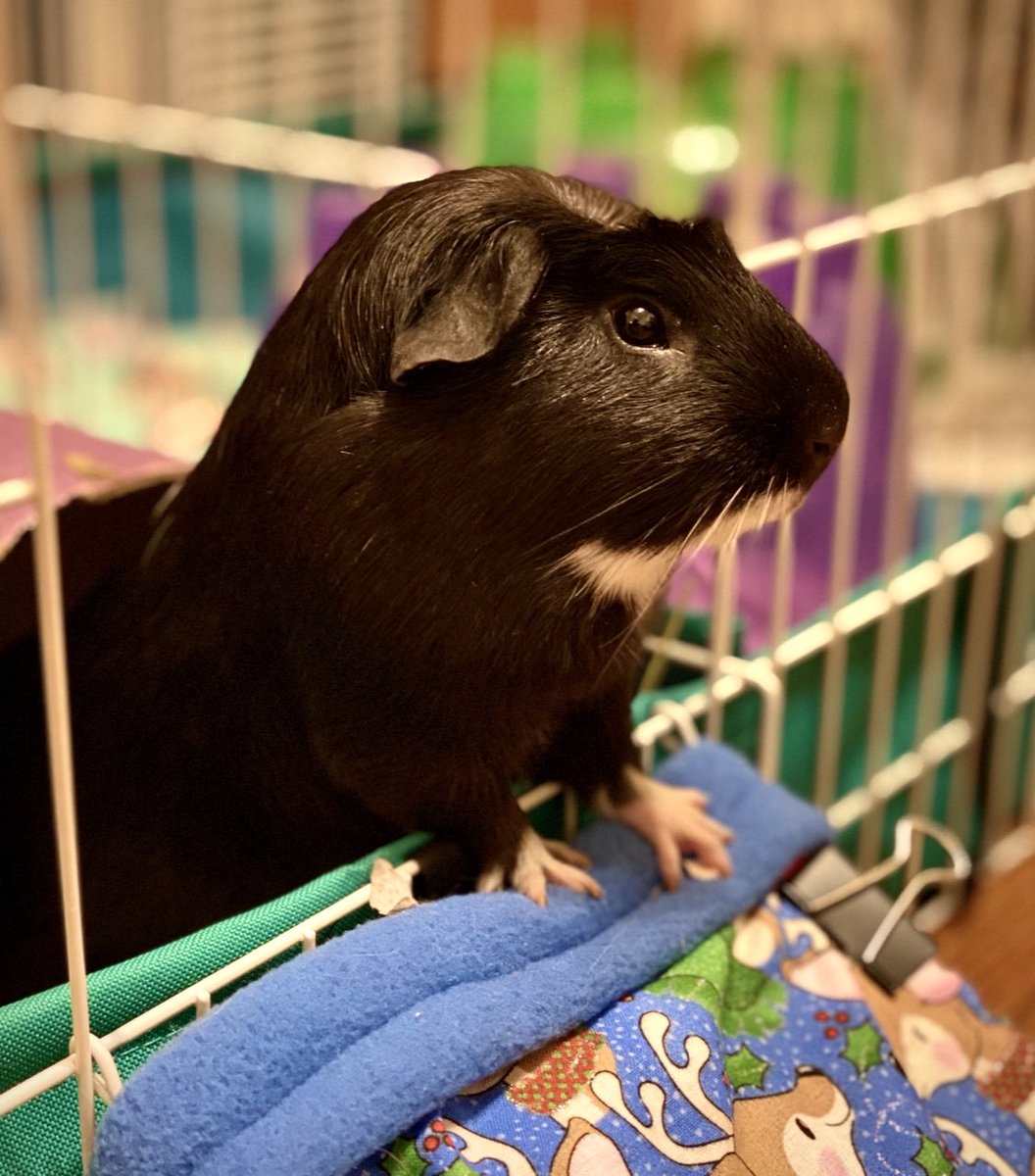 lumiscuro's tweet photo. Goodbye, Gatsby. You were the most handsome, sweetest little buddy anyone could want, and I’ll miss you so, so much https://t.co/XxrSstqFjI