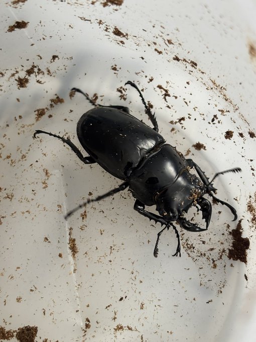 ずいぶん可愛らしくなってしまった… 