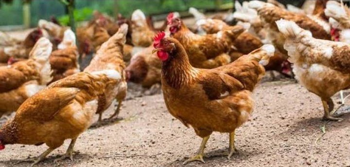 KUKU WA KISASA
1.Maandalizi ya banda 
✅️ ujenzi wa banda (urefu 5m × upana 3m, paa la bati)
💵 Gharama 300k-500k 
✅️ vifaa vya kuzalishia na kunyweshea maji(feeders &amp; drinker)
*Feeders 5 × 10k= 50k
*drinkers 5×10k=50k
✅️Taa za joto 50k