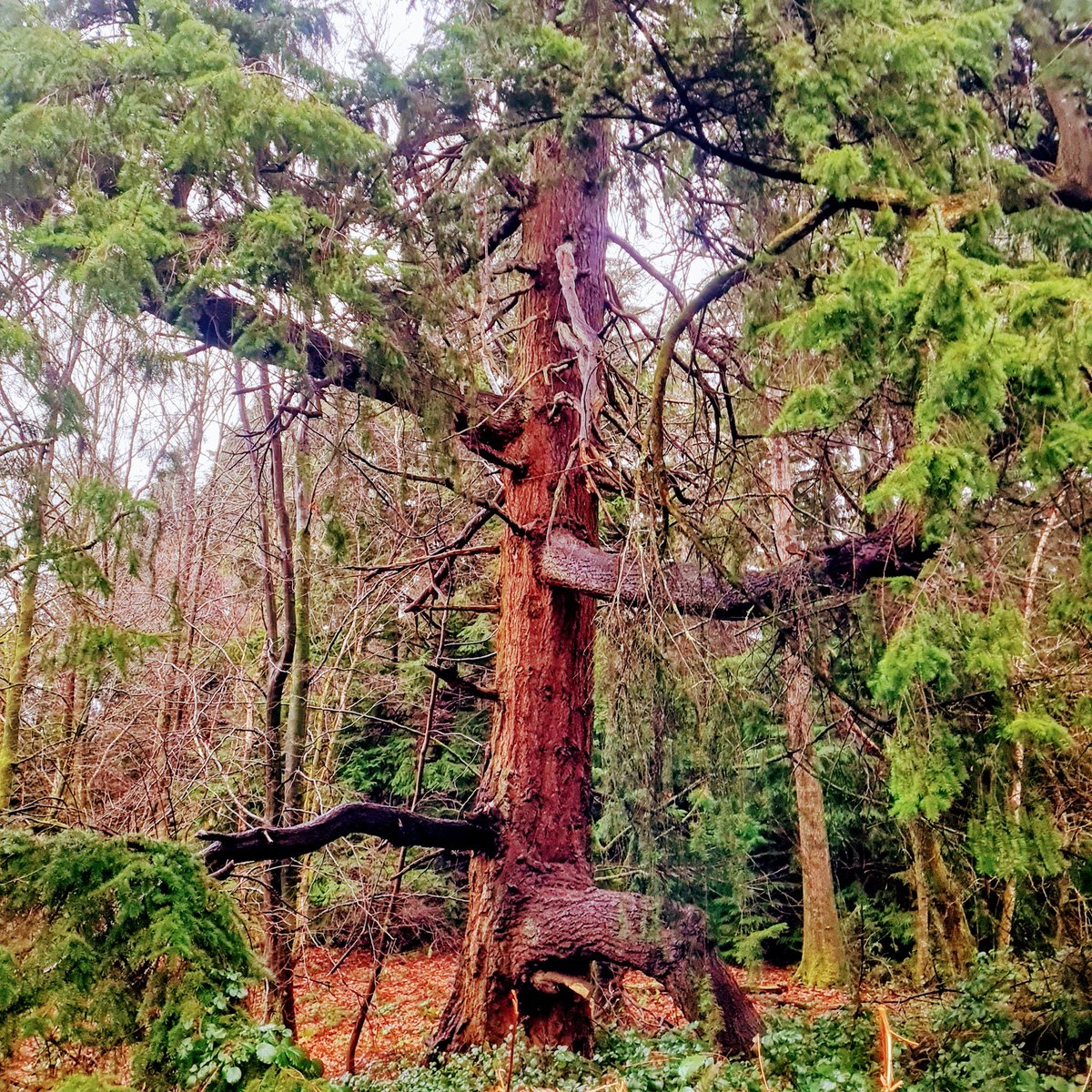Splatscircusan1's tweet photo. good morning friends, Happy Monday.  In the darkest of winter days, hope waits patiently with #trees https://t.co/ipNVKLx4aD