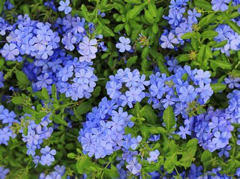 vagaalk's tweet photo. Brighten Your Garden with Plumbago Plants! ��� Shop Now in Nugegoda
https://t.co/xNbkNegc2O

#plumbagoplant #gardeninspiration #nugegodaplants #outdoorflowers #srilankagardening #lowmaintenanceplants #tropicalgarden #floweringplants https://t.co/vNOqjlQaNH