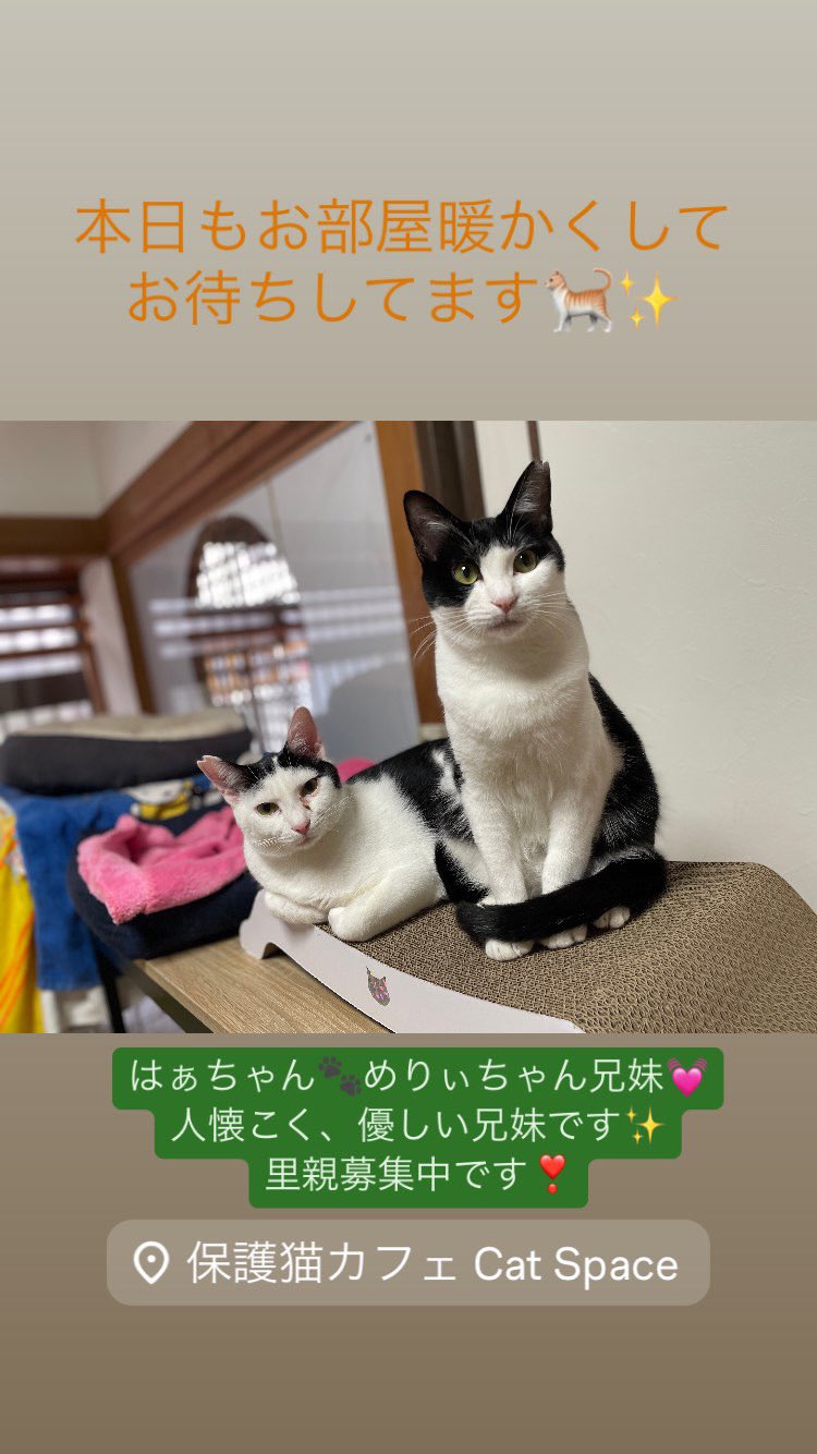 にゃん ラブ (@nyan.club) • Instagram photos and videos