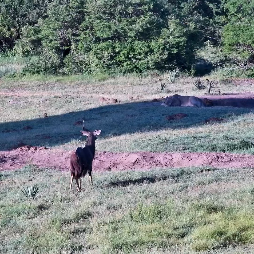 akim_eckert's tweet photo. That moment you realize there's a Lion straight ahead and you only have 1 horn.
#wildearth #Tembe https://t.co/3fMcx15I4t