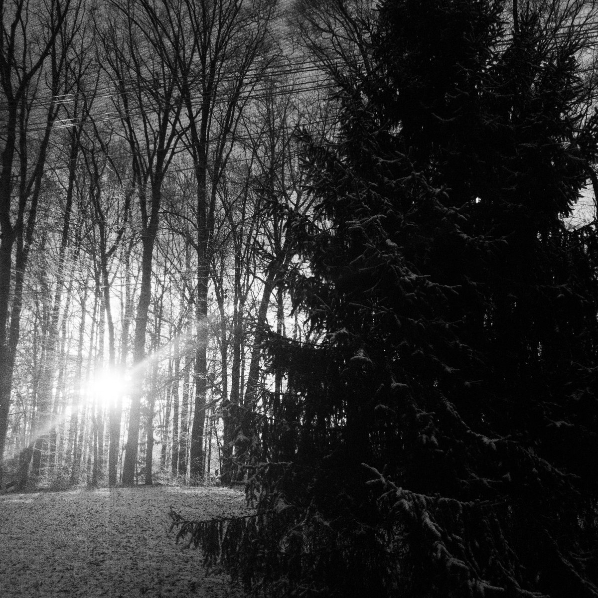 Stark788768's tweet photo. Tree, in my backyard. https://t.co/IFWG2oGW0l