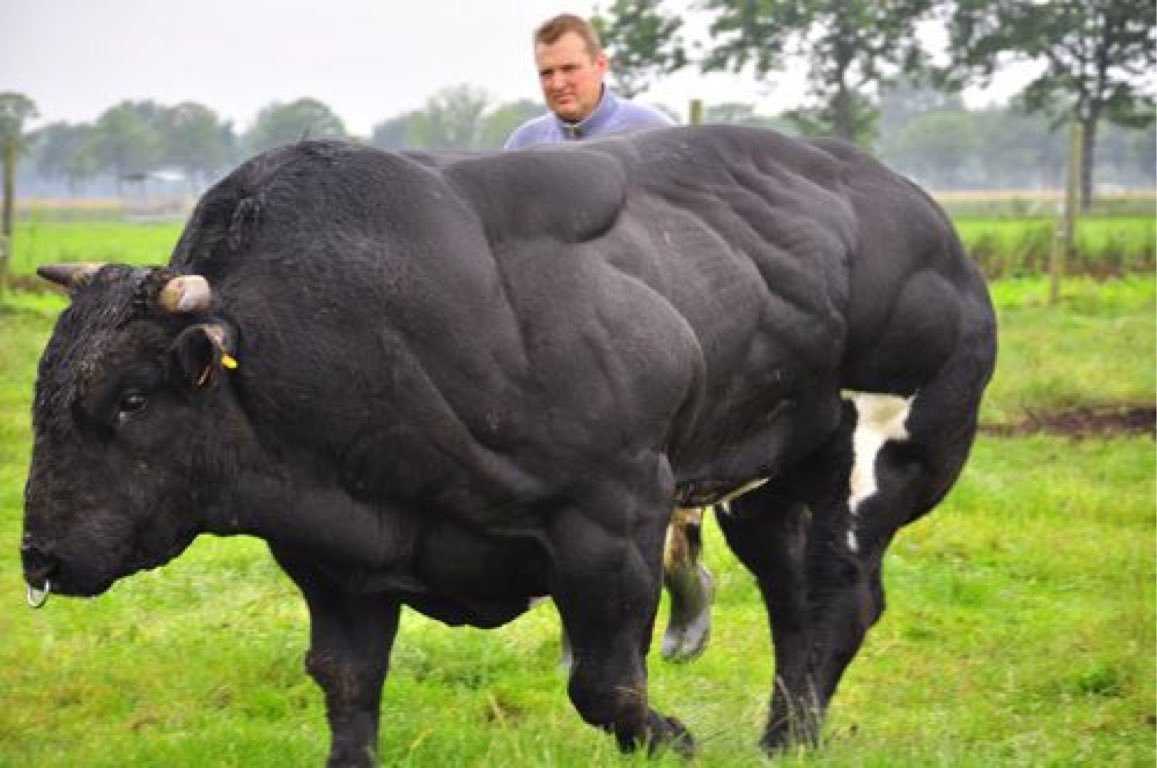 It's actually a Belgian Blue bull. Belgian Blue bulls are renowned for  their massive, muscular frames, a result of selective breeding. This breed  carries a unique myostatin gene mutation that promotes double, image size:1157x768