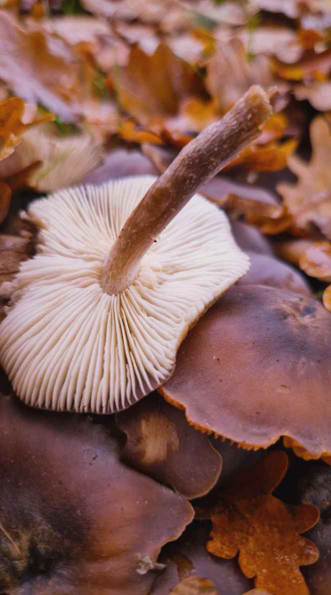 MathisGD_87's tweet image. Newsflash: Master of the Universe is here!