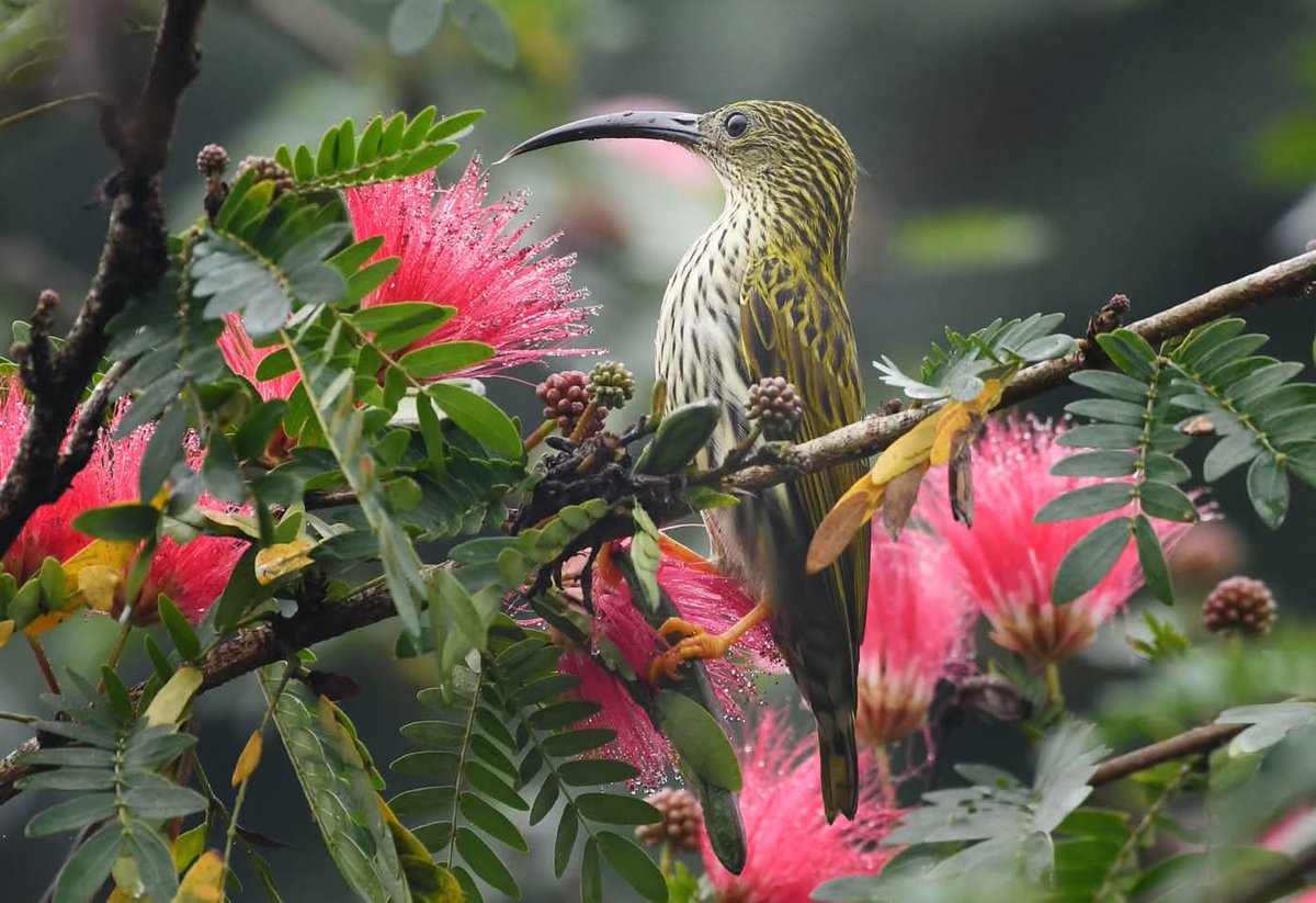 #Streaked #spiderhunter #manasnationalpark #birds #birdphotography