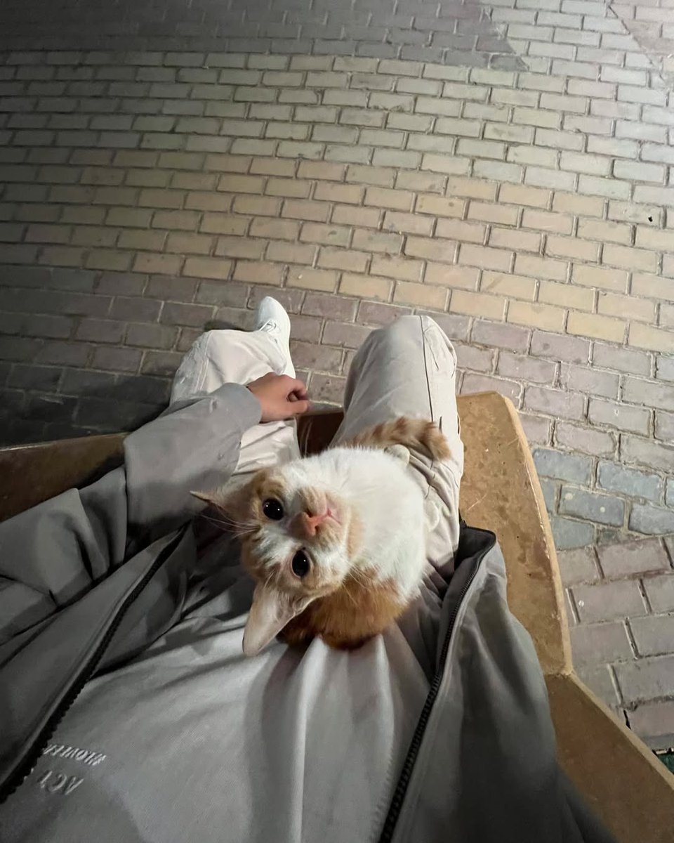 when the stray cat chooses you <3