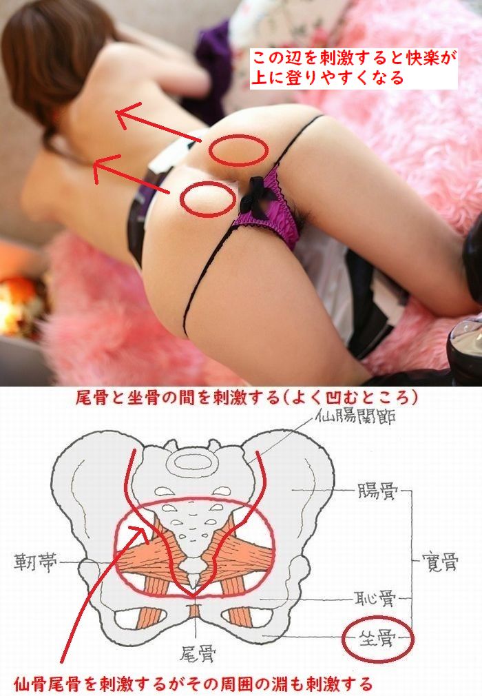 prostate727's tweet photo. 外肛門括約筋

外肛門括約筋は陰部神経支配チンポと同じ

だから括約筋も開発するとチンポのように感じる

少し息んで挿入物を括約筋に当てる
緩めて奥に戻すの繰り返し

仙骨尾骨とセットで開発すると背中側が性感帯になる

お尻に快楽が広がり精神的にも女体化がすすむ
#ドライオーガズム #アナル https://t.co/3HnNBwvJHC