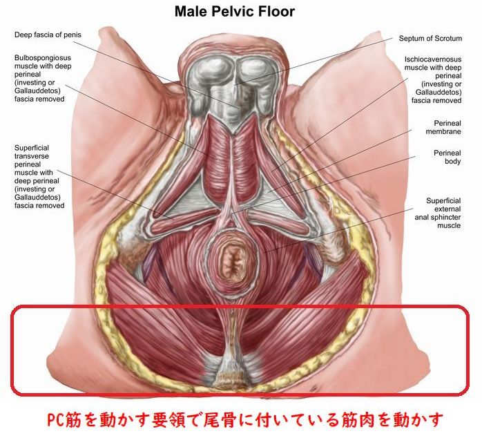 prostate727's tweet photo. 外肛門括約筋

外肛門括約筋は陰部神経支配チンポと同じ

だから括約筋も開発するとチンポのように感じる

少し息んで挿入物を括約筋に当てる
緩めて奥に戻すの繰り返し

仙骨尾骨とセットで開発すると背中側が性感帯になる

お尻に快楽が広がり精神的にも女体化がすすむ
#ドライオーガズム #アナル https://t.co/3HnNBwvJHC