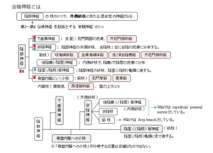 prostate727's tweet photo. 外肛門括約筋

外肛門括約筋は陰部神経支配チンポと同じ

だから括約筋も開発するとチンポのように感じる

少し息んで挿入物を括約筋に当てる
緩めて奥に戻すの繰り返し

仙骨尾骨とセットで開発すると背中側が性感帯になる

お尻に快楽が広がり精神的にも女体化がすすむ
#ドライオーガズム #アナル https://t.co/3HnNBwvJHC