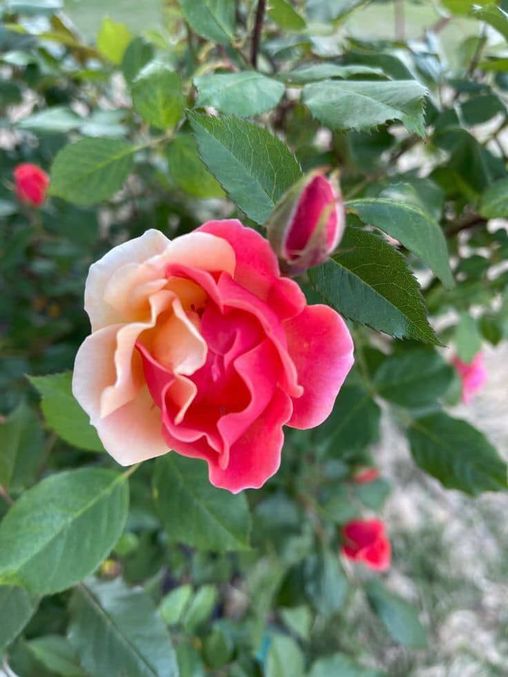 قيل لأحد الصالحين ما سرُ السكينة التي تعتريك؟
فقال: قرأت ﴿يُدَبِّرُ الأَمْرَ﴾ فتركت أمري لصاحبِ الأمر وقرأت ﴿إِنَّ مَعَ العُسرِ يُسرًا﴾ فأيقنت أن العُسر زائل لا محالة وقرأت ﴿فَمَا ظَنُّكُم بِرَبِّ الْعَالَمِينَ﴾ 

#صباح_الخير 
#ارض_السعيده_للتبادل 
#ارض_السعيده_للدعم