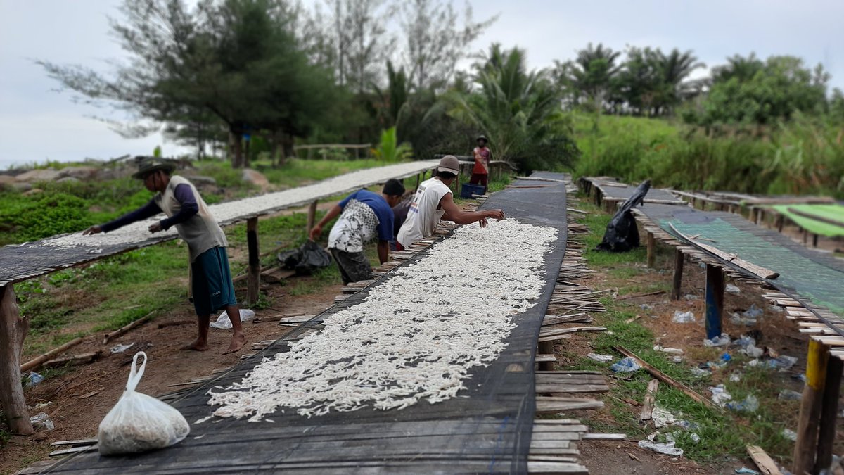 Septiarsih2's tweet photo. Rabu,8/1/2025 Septiarsih Luhkan Bengkulu Tengah melaporkan hasil tangkapan KUB Anak Rantau Desa Harapan sebanyak 60kg teri kering dengan harga jual 40rb perkg.
#GiatLuhkanSatminkalBRPPUPP
#luhlapor https://t.co/1Mf957jQvL