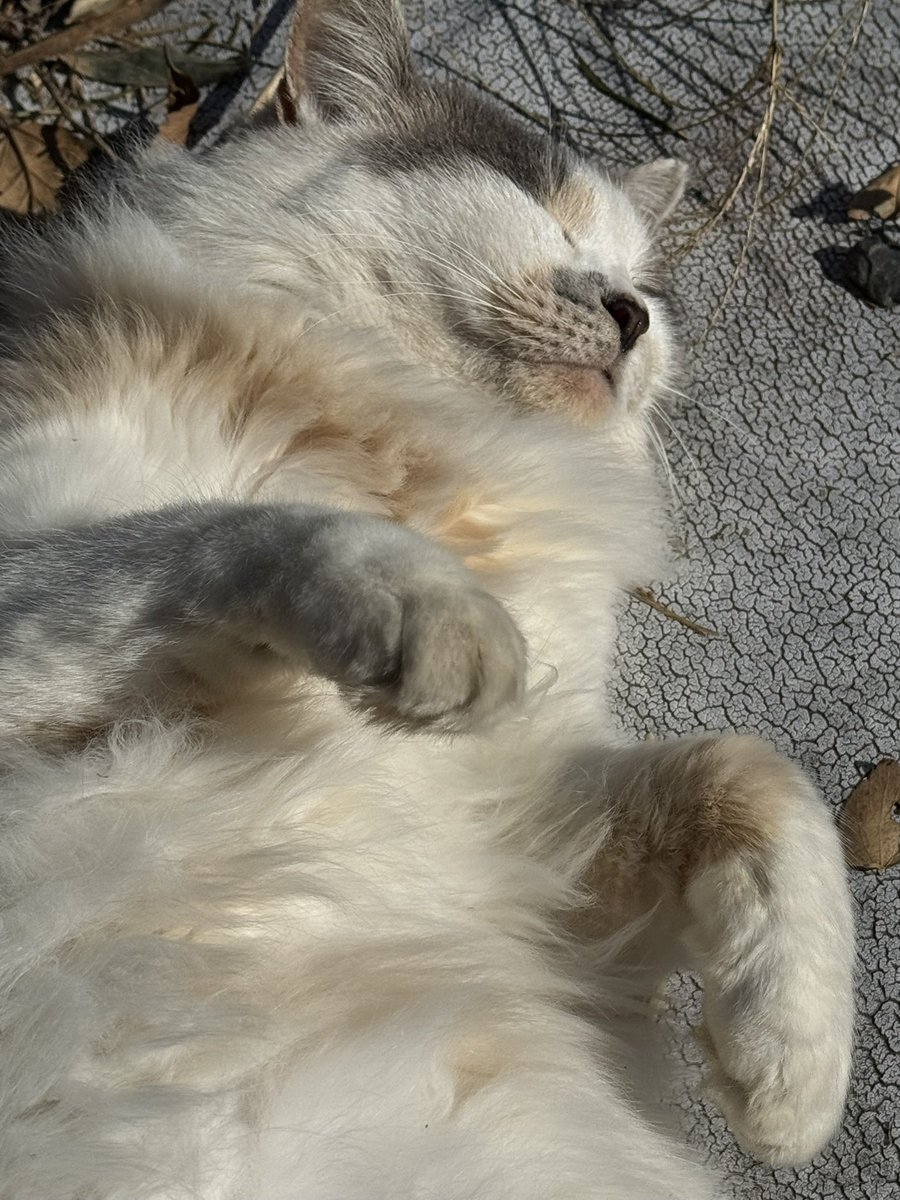 lizer_zxb's tweet photo. 日向ぼっこ🐈 https://t.co/grvqDhkVOu