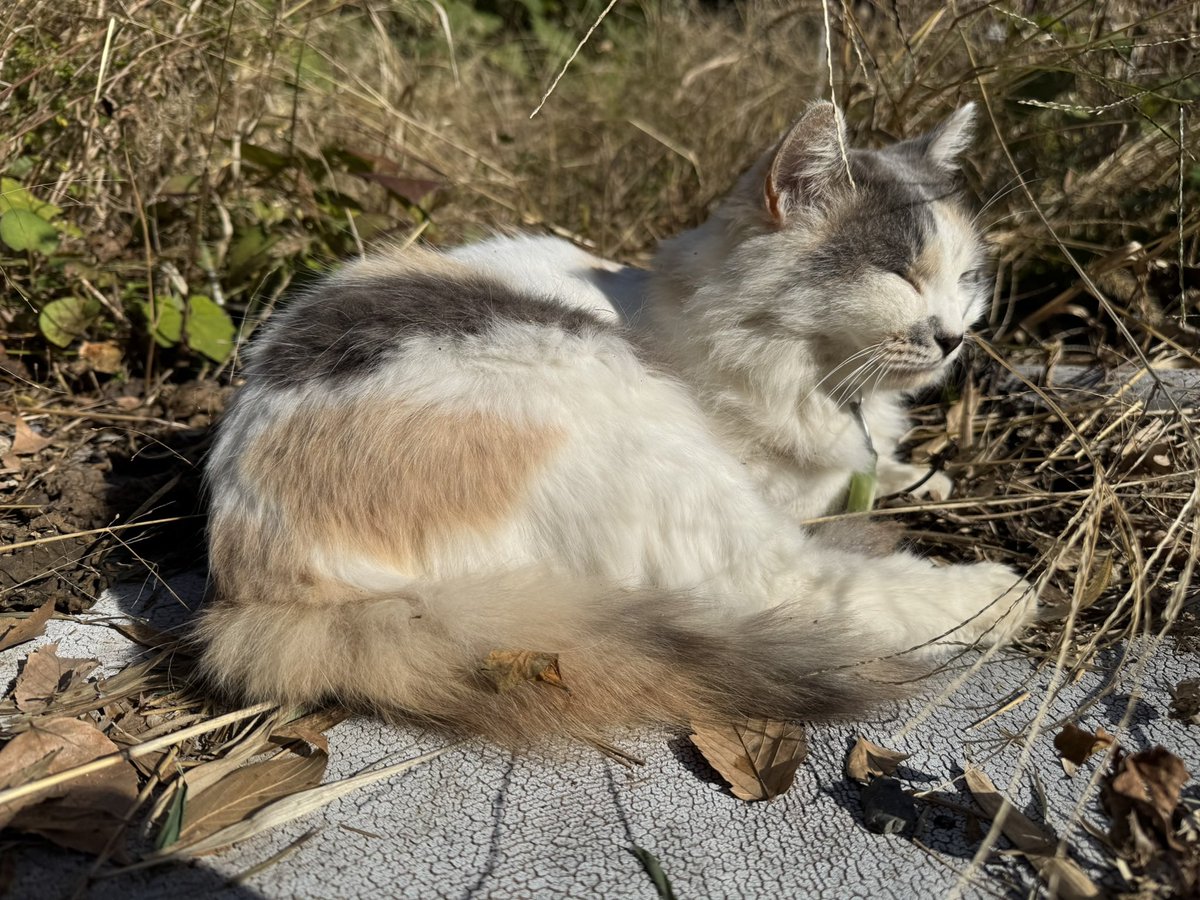 lizer_zxb's tweet photo. 日向ぼっこ🐈 https://t.co/grvqDhkVOu