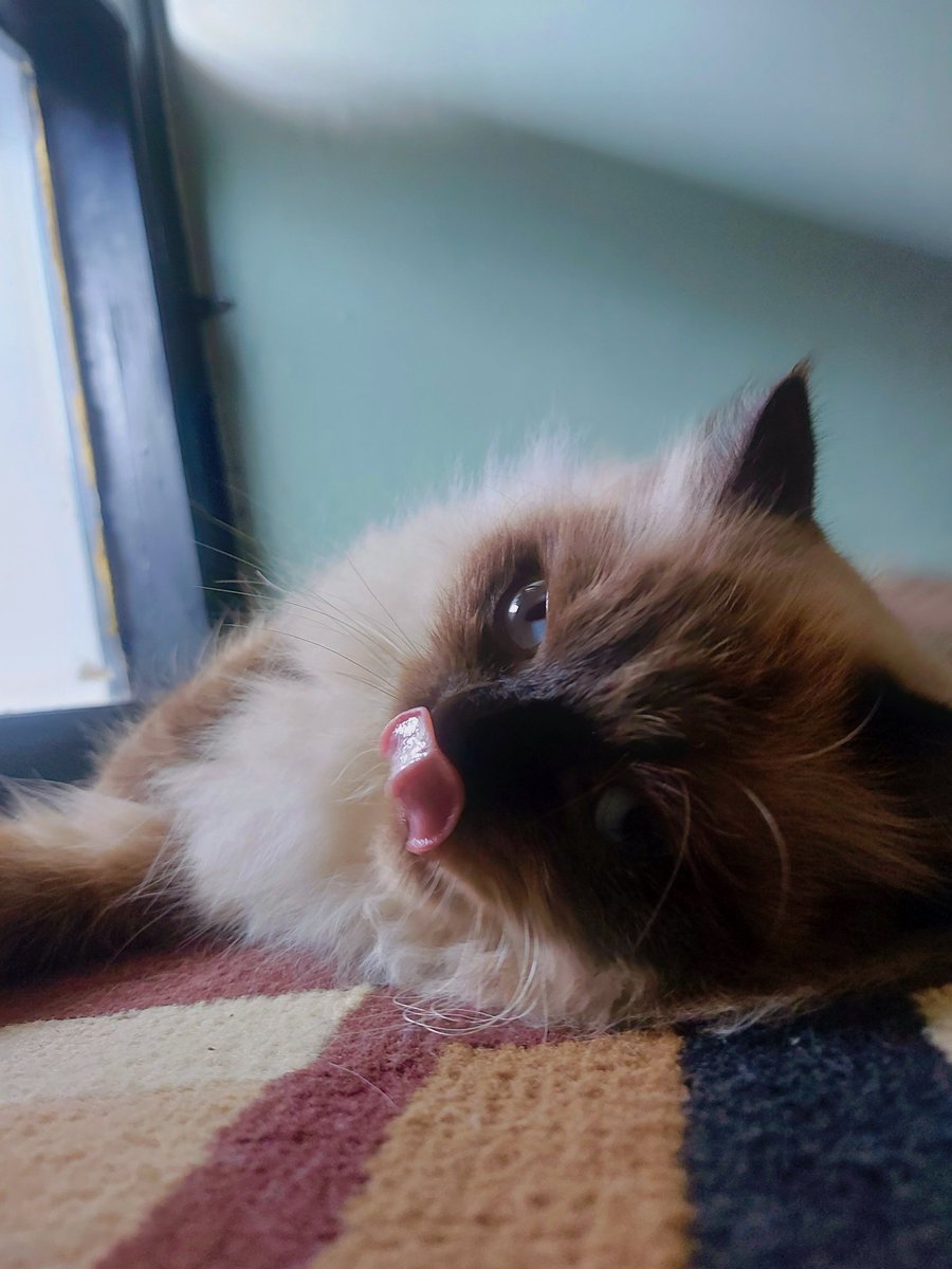 hai manieszt..