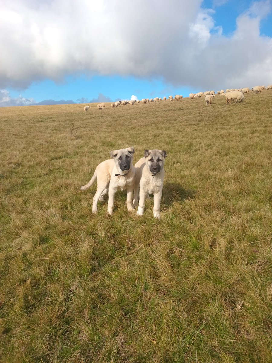 Dikkatli olun  çekiyorum  👌