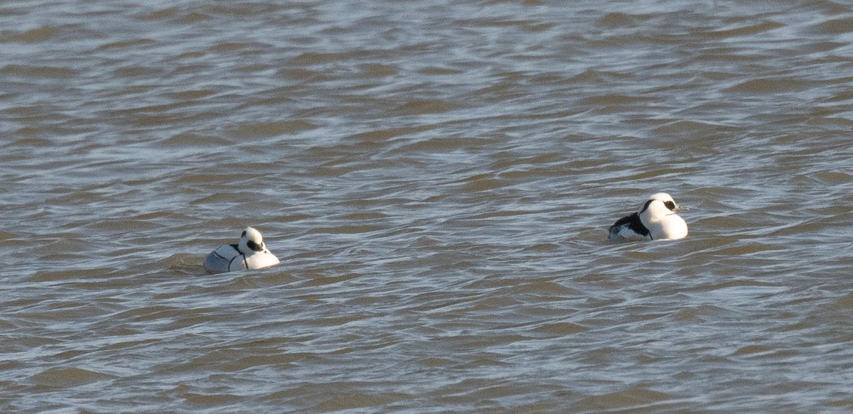 Ian Philip Misselbrook tweet media