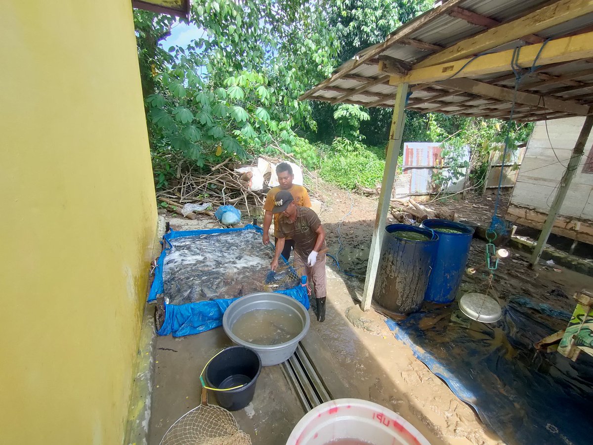 Ismail ogie tweet media