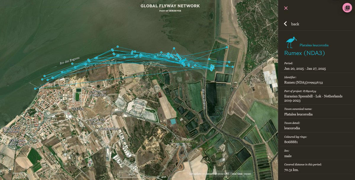 Rumex, tagged in 2022 at Schiermonnikoog (NL), decided to winter in the Tagus Estuary. As he spends most of his time at the intertidal around Sitio das Hortas, also my go-to birding spot, I've encountered him on multiple occasions over the past few weeks.

#Ornithology