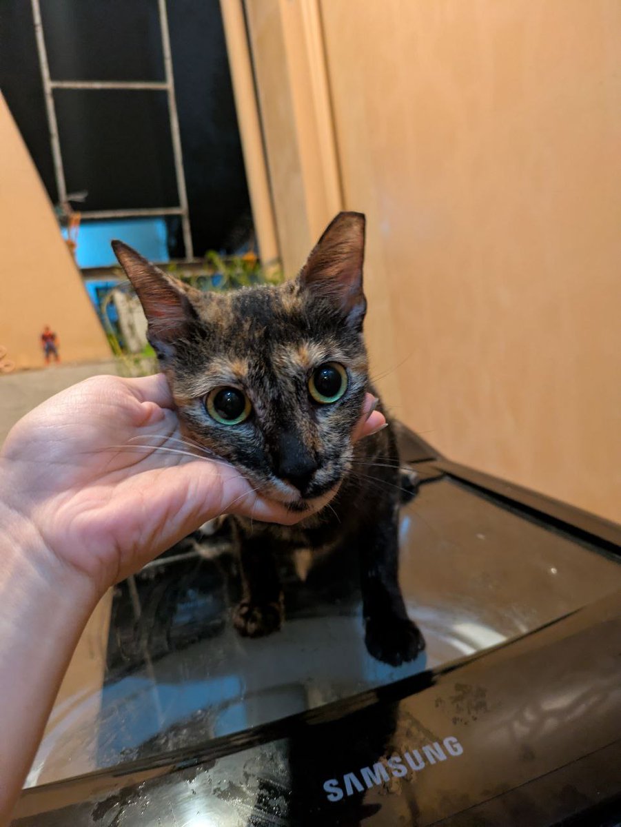 if anyone is looking for a cat to adopt, this bb is a 1 yr old spayed lady cat with complete vaccines ready to be rehomed <3 she is very playful, follows u around and loves cuddles

adopter must be willing to be screened <3 am willing to bring her to u. mwah