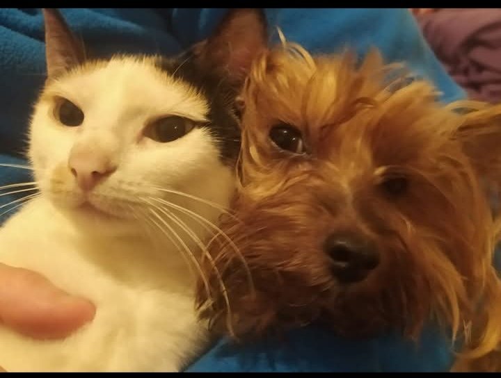 Marisa84157935's tweet photo. #Barcelona
Busca antes 31/1 #acogidaconjunta #TEMPORAL,para LILI y JAKE. Su mamá circunstancias difíciles y no puede hacerse cargo por tema habitacional.Caseros, criados juntos con mucho amor,no pueden separarse
Si alguien tiene habitación alquiler para mamá acepten #animales👇 https://t.co/D3gtbdYGLo