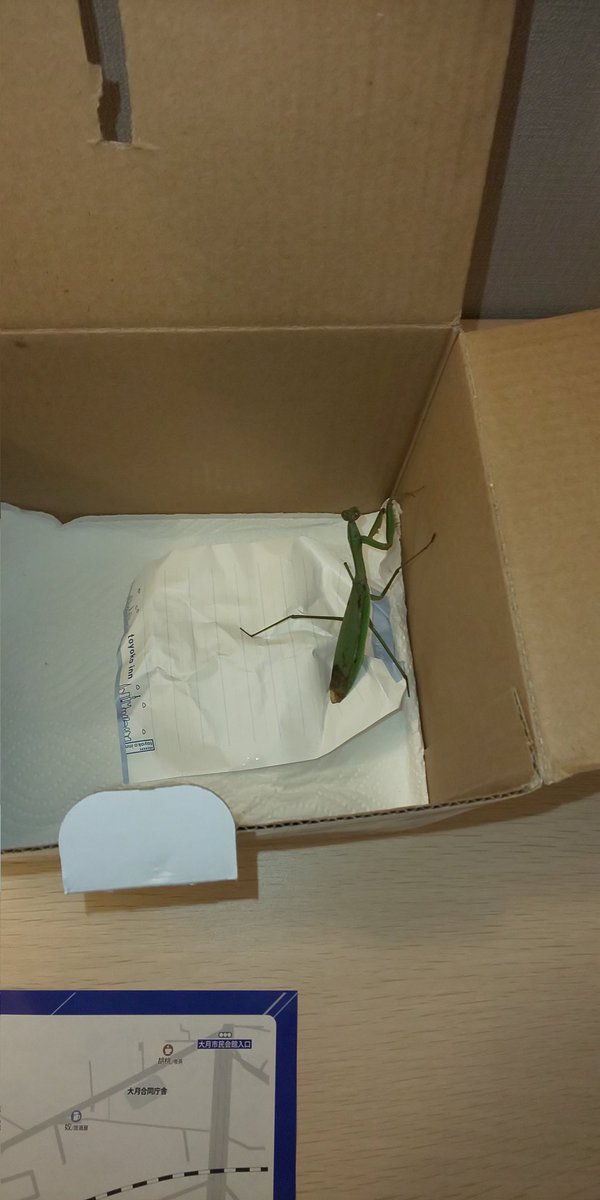 TKD_beans's tweet photo. 家を留守にするのにカマキリが心配だったので一緒にホテル泊

もうすぐ２月なのにまだ元気です‼️ https://t.co/9pEsoeBtw3