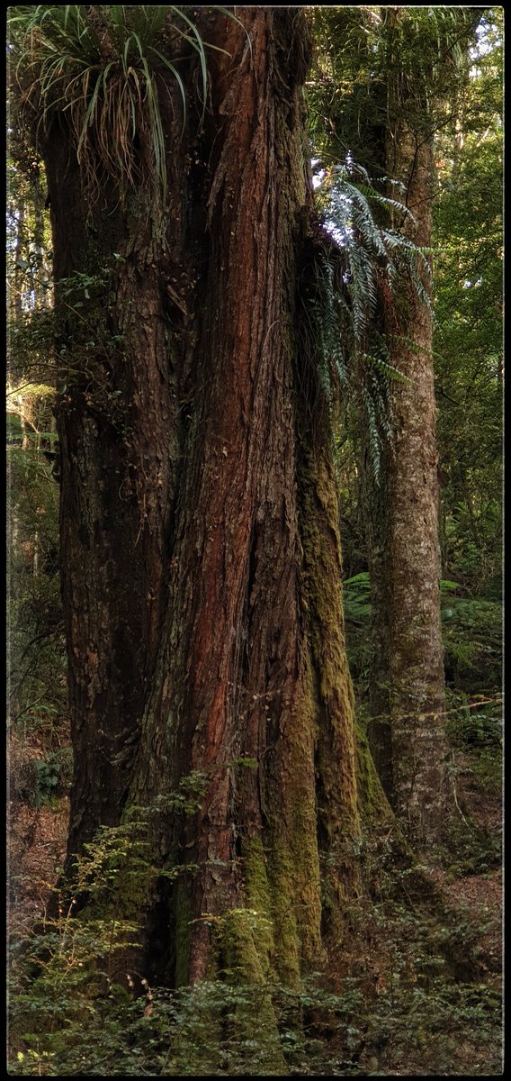 hottriggered's tweet photo. Fluted Pillar
these majestic
earth-sky separators,
silently sway,
with the beat of
nature's symphony,
with forest's movements,
in the key of
mountains major.
#thicktrunktuesday
#Red_Beech
@TreesThatCount
@TreesPics
@friends_trees
#worldseast
#New_Zealand
(C) #hottriggeredkiwi https://t.co/nbQSsm1rjs