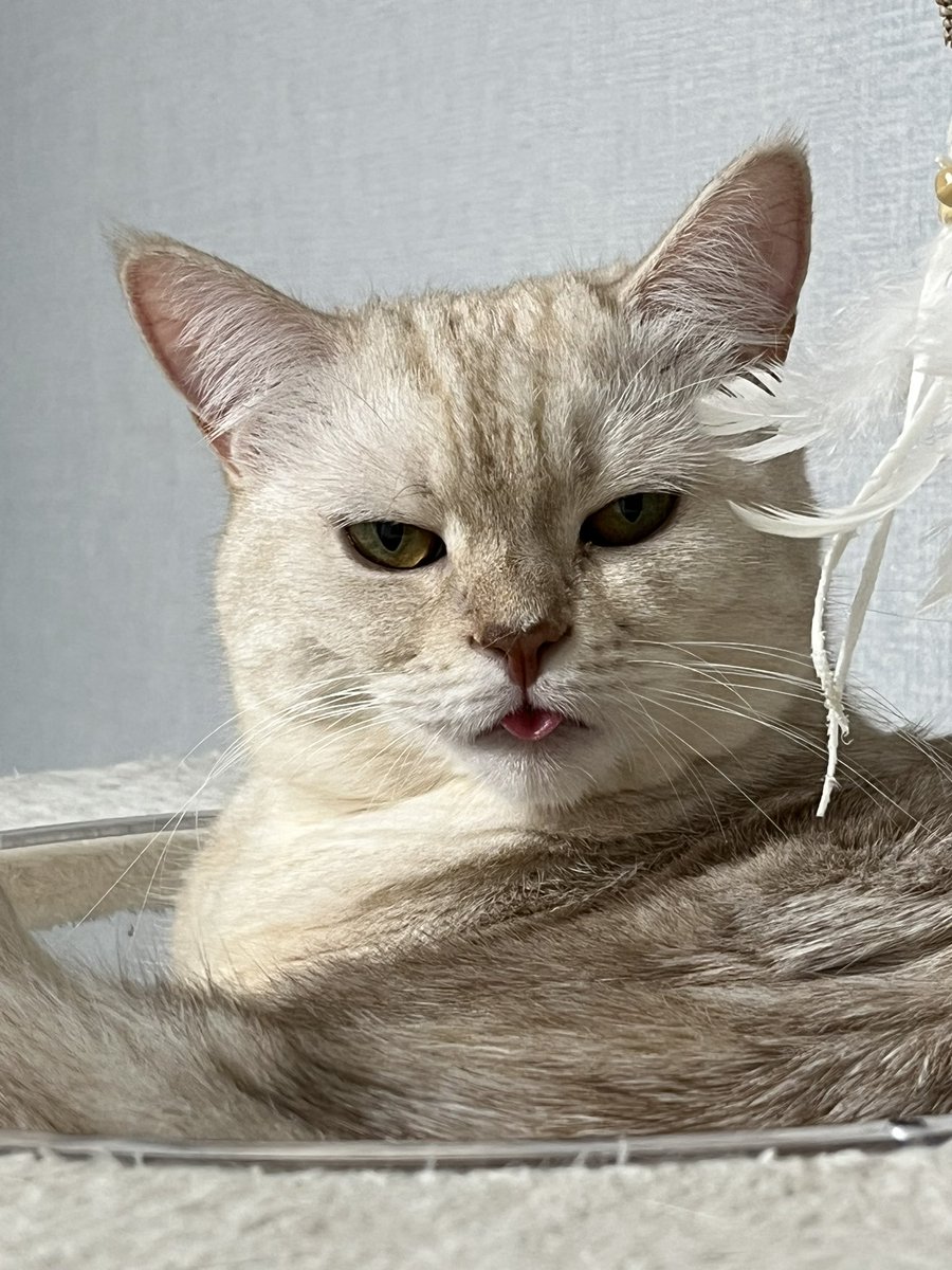 강다비 베토벤 tweet media