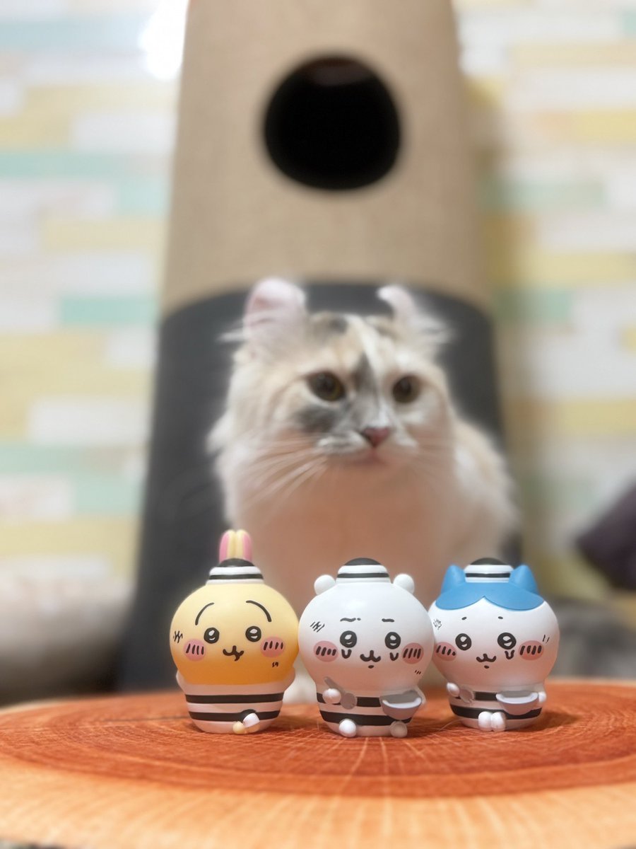 4abVy's tweet photo. アタチと　#ちいかわ 

#キンカロー　
#キンカロー姉妹
#キジトラ　
#三毛猫　
#アメリカンカール
#猫好きさんと繋がりたい
#元野良猫
#保護猫
#野良猫を家族に
#保護猫を家族に
#猫のいるくらし 
#猫との暮らし https://t.co/b1cWdHW0Mv