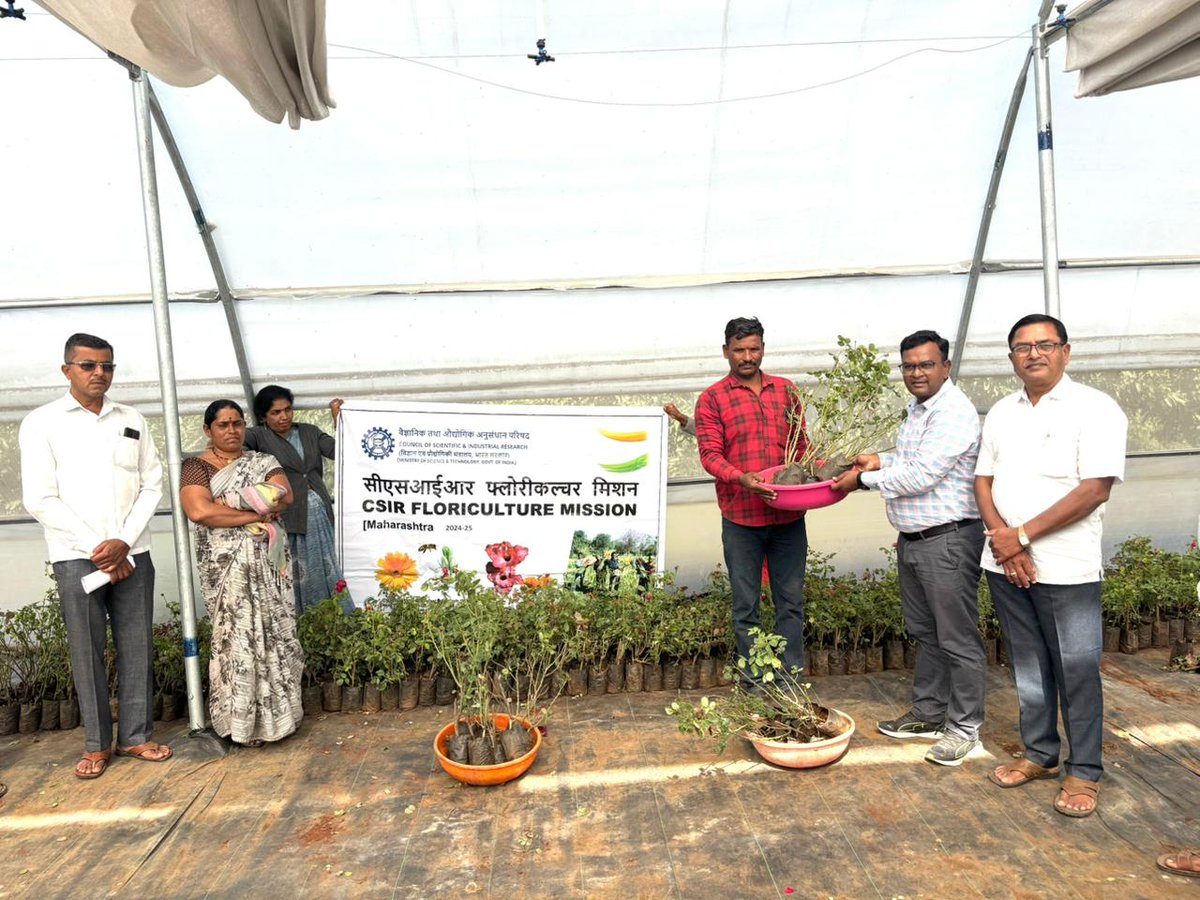 CSIR Floriculture Mission (@csirflori) on Twitter photo Under CSIR-Floriculture Mission, on 22.01.2025, team NBRI distributed 13k rose saplings & 15k marigold seedlings QPM to 18 farmers of Shirdi cluster, Maharashtra. The marigold QPM seedlings were cultivated in a decentralized nursery of KVK Babhaleshwar Dist: Ahmednagar
<a href="/akshasany/">Jagarnath Jai</a> Under CSIR-Floriculture Mission, on 22.01.2025, team NBRI distributed 13k rose saplings & 15k marigold seedlings QPM to 18 farmers of Shirdi cluster, Maharashtra. The marigold QPM seedlings were cultivated in a decentralized nursery of KVK Babhaleshwar Dist: Ahmednagar
<a href="/akshasany/">Jagarnath Jai</a>