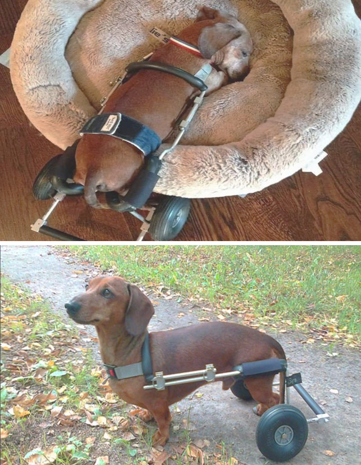 God bless this beautiful dog,and the people who love and care enough to give a meaningful loving home.