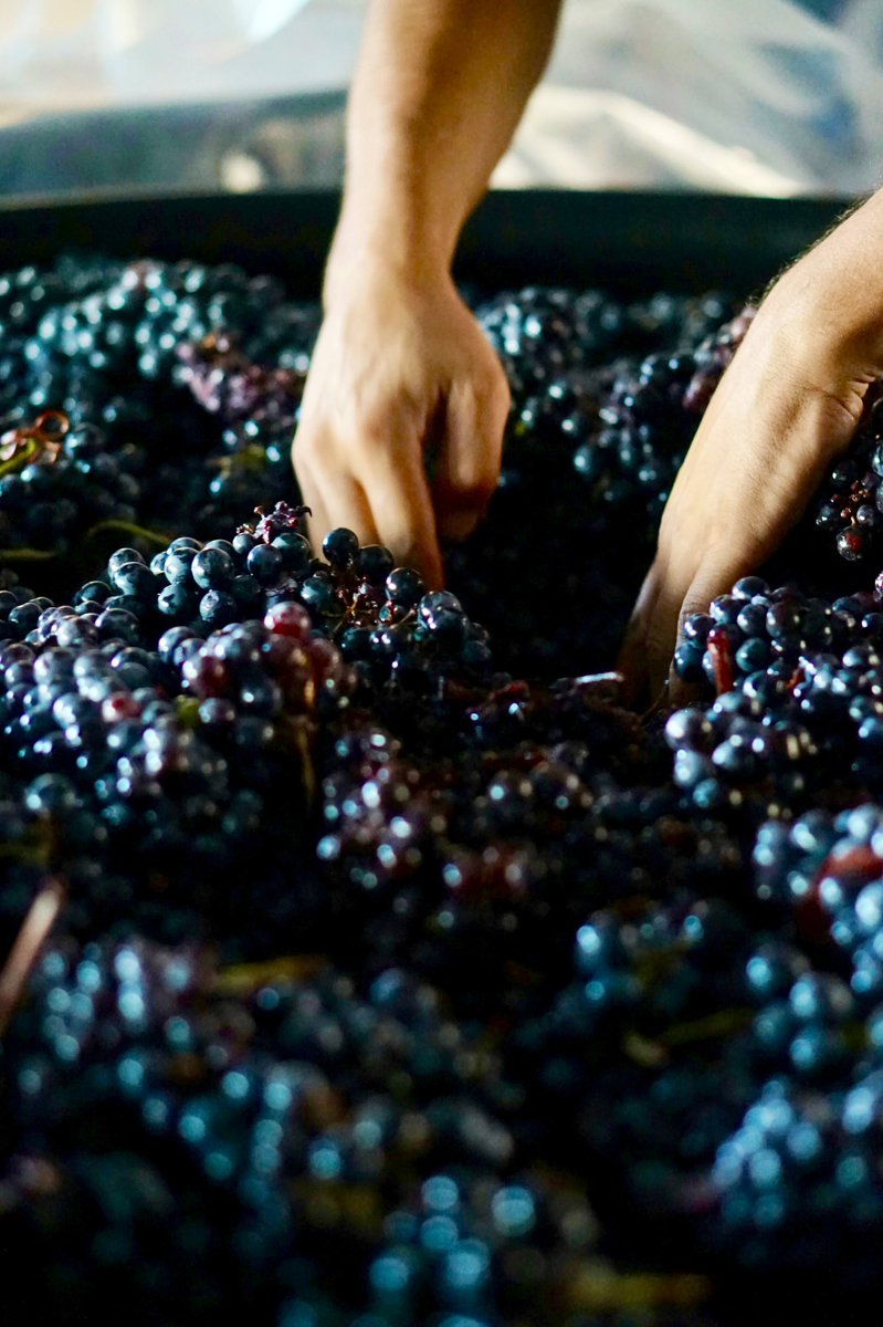 Jet7One's tweet photo. #Tuscany is the region of #Italy famed for the cities of Florence, Siena and Pisa, is also the home of the famous #winemaking region. Extending 160km from north to south, #Chianti #vineyardsare planted at an elevation of between 150m and 600m, produce #wines with an crisp acidity https://t.co/OGObLtnhTI