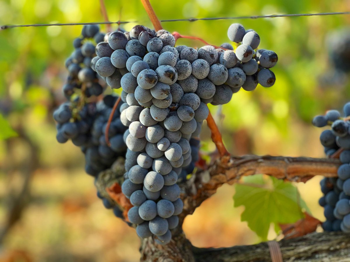 Jet7One's tweet photo. #Tuscany is the region of #Italy famed for the cities of Florence, Siena and Pisa, is also the home of the famous #winemaking region. Extending 160km from north to south, #Chianti #vineyardsare planted at an elevation of between 150m and 600m, produce #wines with an crisp acidity https://t.co/OGObLtnhTI