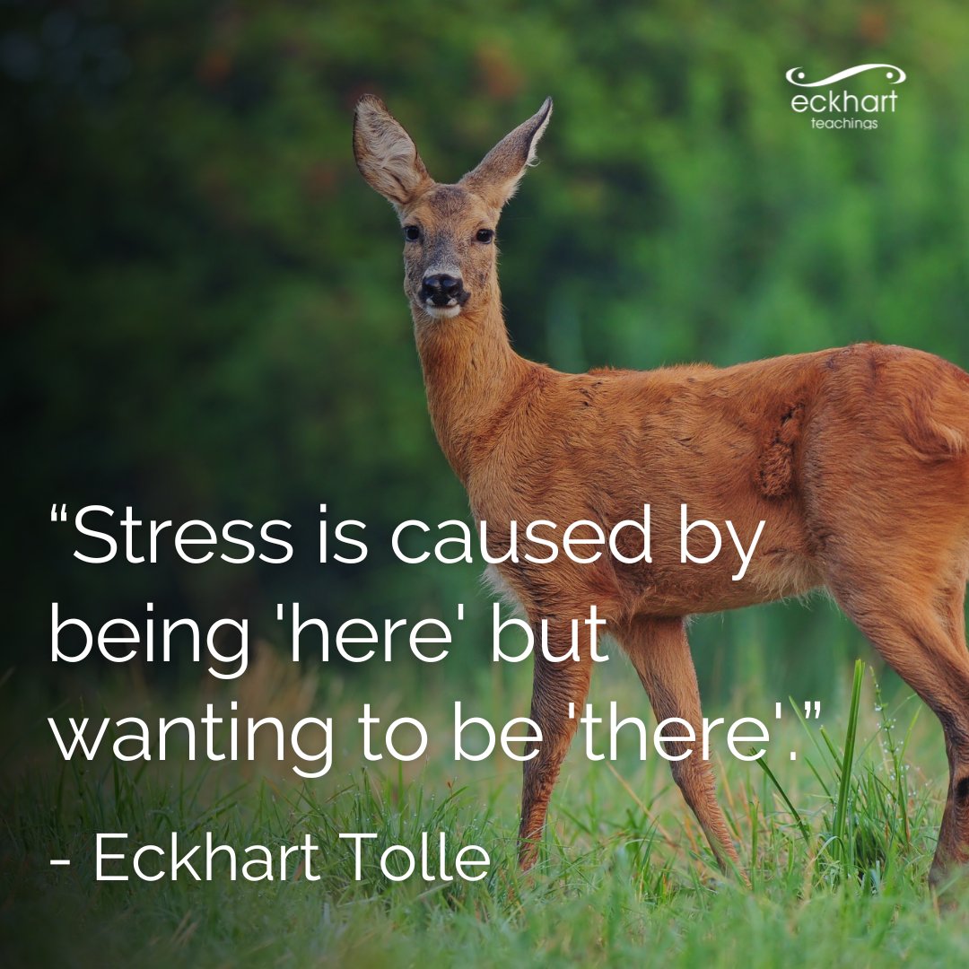 “Stress is caused by being 'here' but wanting to be 'there'.” - Eckhart Tolle