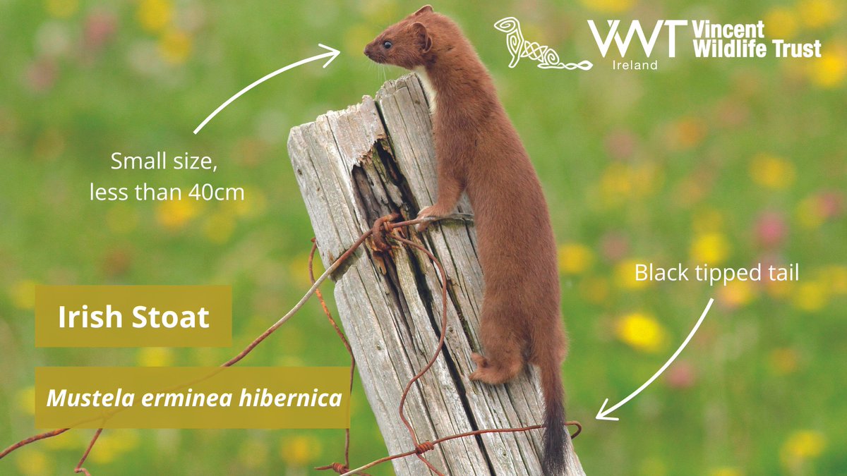 IrishStoatSurvey tweet media