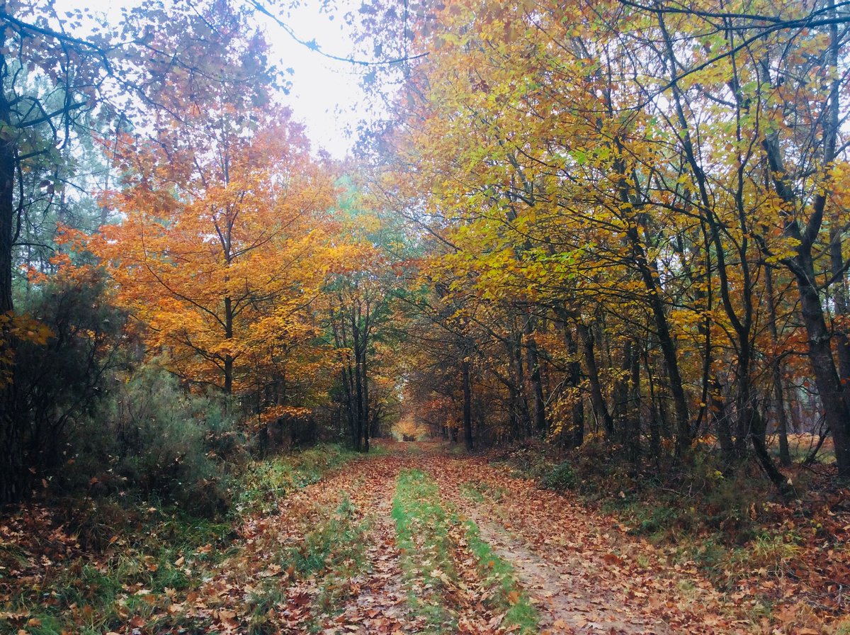 OTGrandChâtellerault tweet media