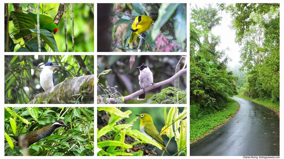 charlesroring's tweet photo. Birdwatching Tour in Minahasa Highland https://t.co/HOExkKb9Eu https://t.co/M75JXO4hwU