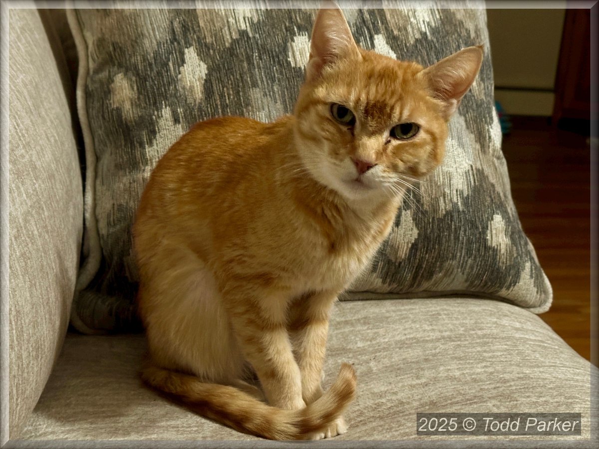 💞 Kitty Haven ⚥ 💞 tweet media