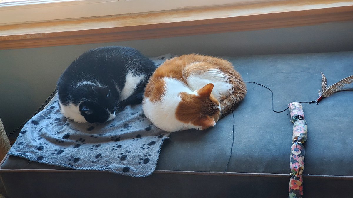 LucyntheBoys's tweet photo. Synchronized loaf nap #Lucy #Linus #kittyloafmonday https://t.co/dBi7GyQB9D