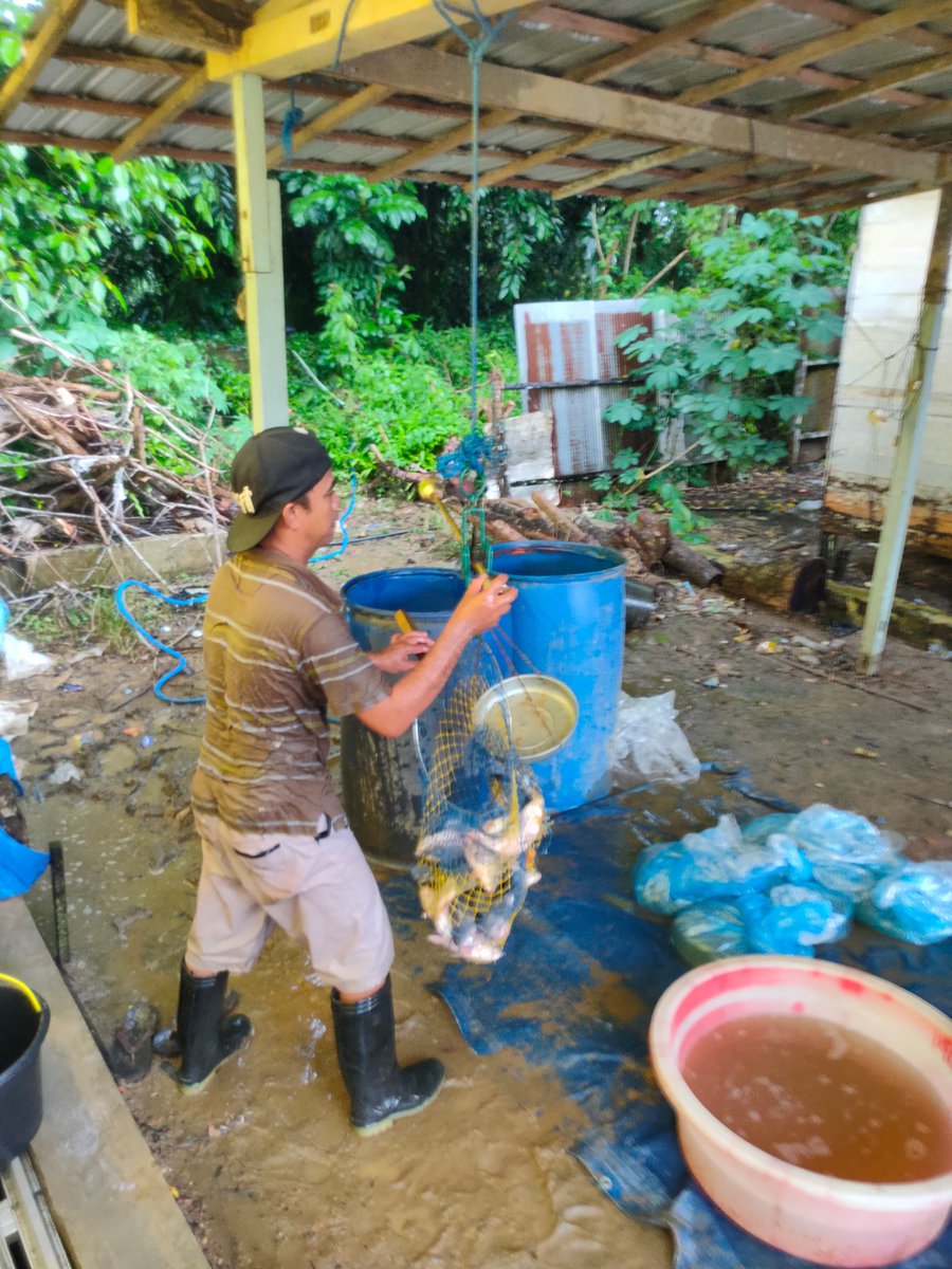 Ismail ogie tweet media