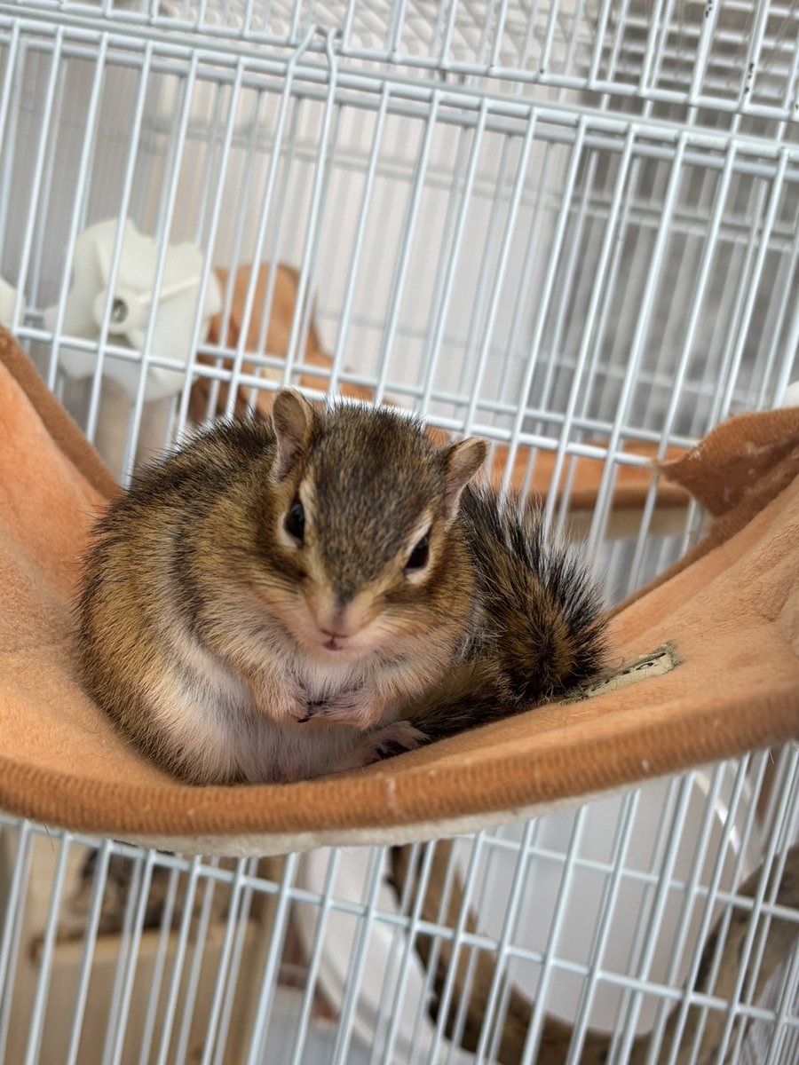 Chipndalem's tweet photo. 本日のチップ🐿️

人相悪いチップと、綺麗なシマリスボール☺️

人聞きの悪い🐿️
人���が悪いんじゃなくて眠いんでし🐿️😪

#シマリス #chipmunk #chipndale #chip #タイガー期 https://t.co/vOxmNr3PaD