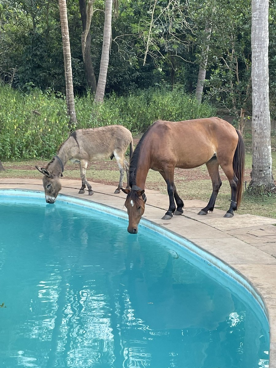 Couple of guest at the pool today #goa