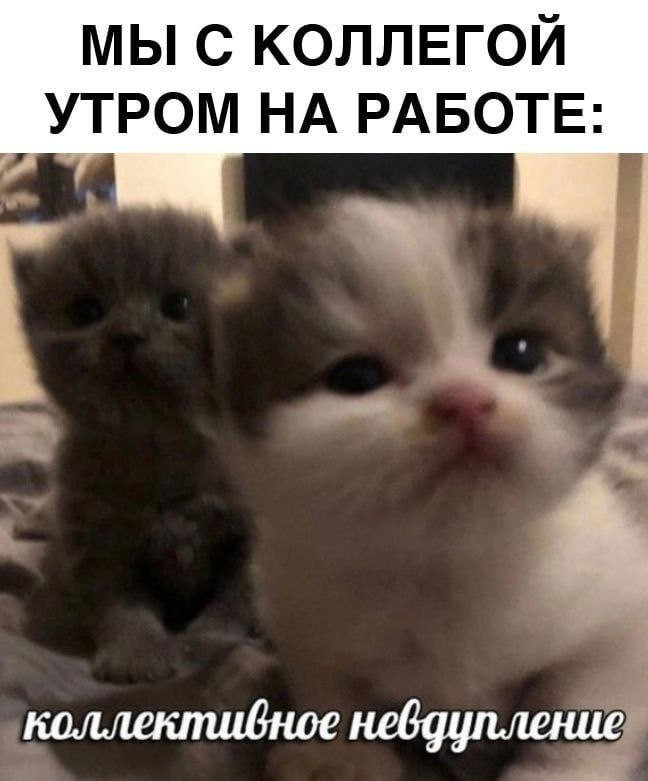 #понедельник #cats #recruitingismylife #newhr