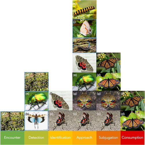 Bibiana Rojas (@biobiiana) on Twitter photo Have you ever wondered what’s the role of surprise in predator–prey interactions? We’ve got you covered! Check our new review led by #OlivierPenacchio and #AliceExnerova, out now in <a href="/FunEcology/">Functional Ecology</a> doi.org/10.1111/1365-2… <a href="/L_Hamalainen/">Liisa Hämäläinen</a> <a href="/KyleSummersk/">Kyle Summers</a> Have you ever wondered what’s the role of surprise in predator–prey interactions? We’ve got you covered! Check our new review led by #OlivierPenacchio and #AliceExnerova, out now in <a href="/FunEcology/">Functional Ecology</a> doi.org/10.1111/1365-2… <a href="/L_Hamalainen/">Liisa Hämäläinen</a> <a href="/KyleSummersk/">Kyle Summers</a>